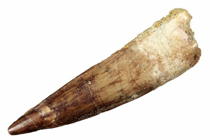 Fossil Spinosaurus Tooth - Real Dinosaur Tooth #264803